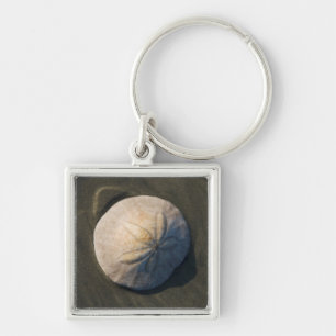 Porte-clés Un dollar de sable sur la plage