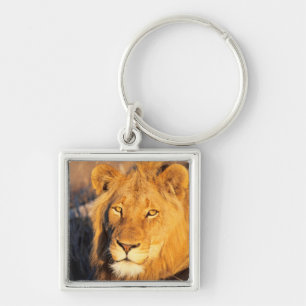 Porte-clés Un lion à crinière rouge regardant l'appareil phot