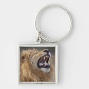 Porte-clés Un lion masculin mûr (Panthera Lion) dans le