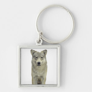 Porte-clés Un loup