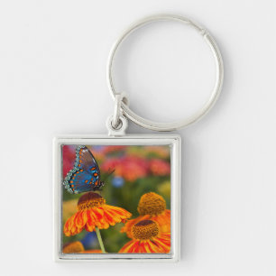 Porte-clés Un Papilio troilus, Papilio troilus