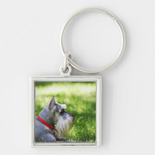 Porte-clés Un Schnauzer s'étendant dans l'herbe