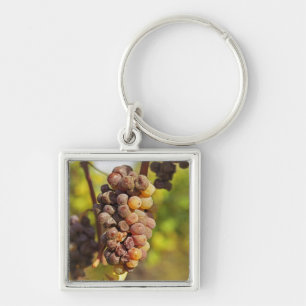 Porte-clés Une grappe de raisin Semillon moisie à Ch Raymond