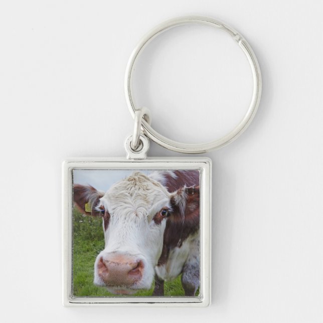 Porte-clés Vache simple peerring dans l'appareil-photo (Devant)