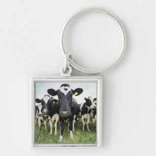 Porte-clés Vaches dans une rangée