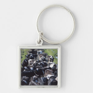 Porte-clés Vaches laitières de Fresian, attendant la traite,