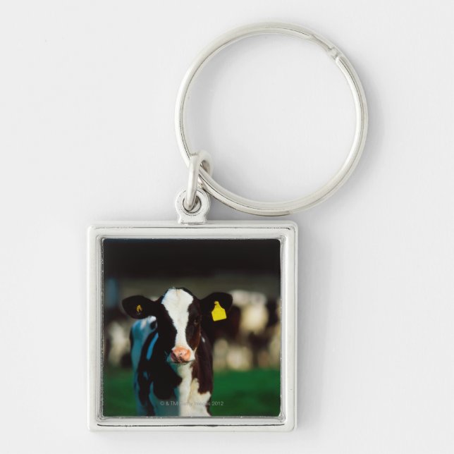 Porte-clés Veau de frison du Holstein (Devant)