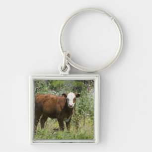 Porte-clés Veau de Hereford (Taureau de Bos) dans le pâturage