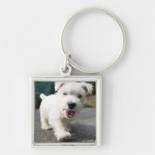 Porte-clés Vieux terrier des montagnes occidental femelle de