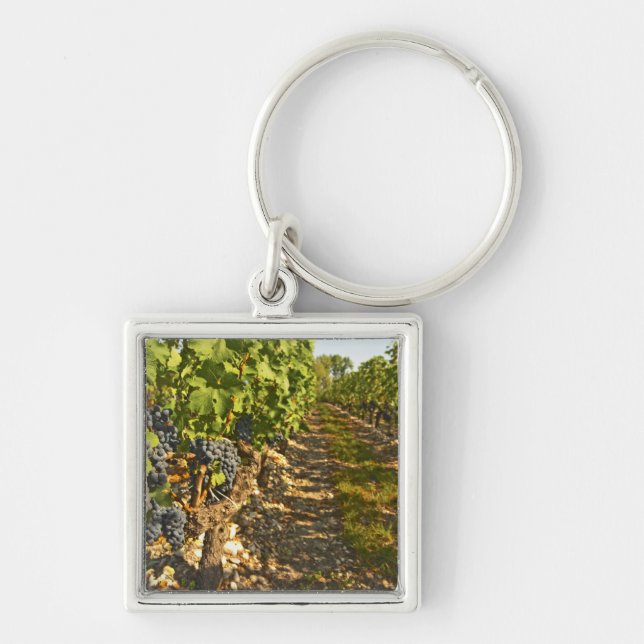 Porte-clés vignes de Cabernet Sauvignon alignées dans le (Devant)