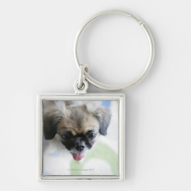 Porte-clés Vue courbe d'un chien esquimau (Devant)