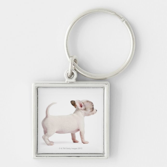 Porte-clés Vue de côté de chiot de chiwawa (10 semaines de) (Devant)