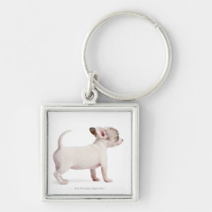 Porte-clés Vue de côté de chiot de chiwawa (10 semaines de)