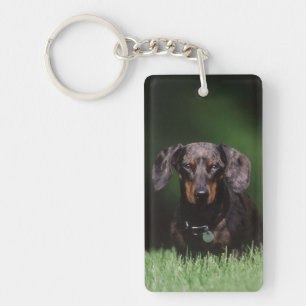 Porte-clés Vue de Dachshund couleur panaché