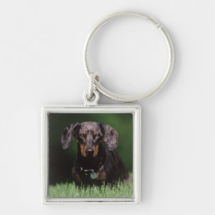 Porte-clés Vue de Dachshund couleur panachée