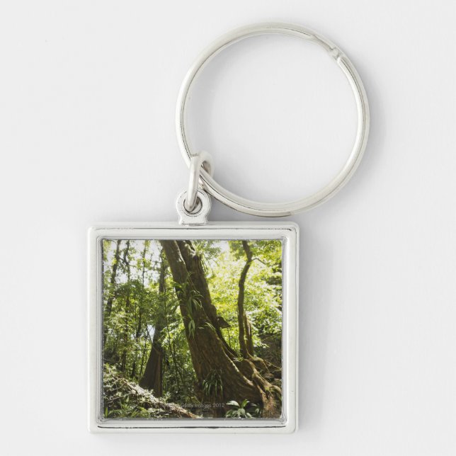 Porte-clés vue de forêt tropicale, Dominique (Devant)