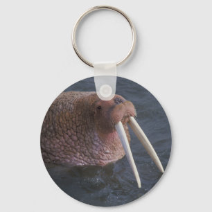 Porte-clés Walrus