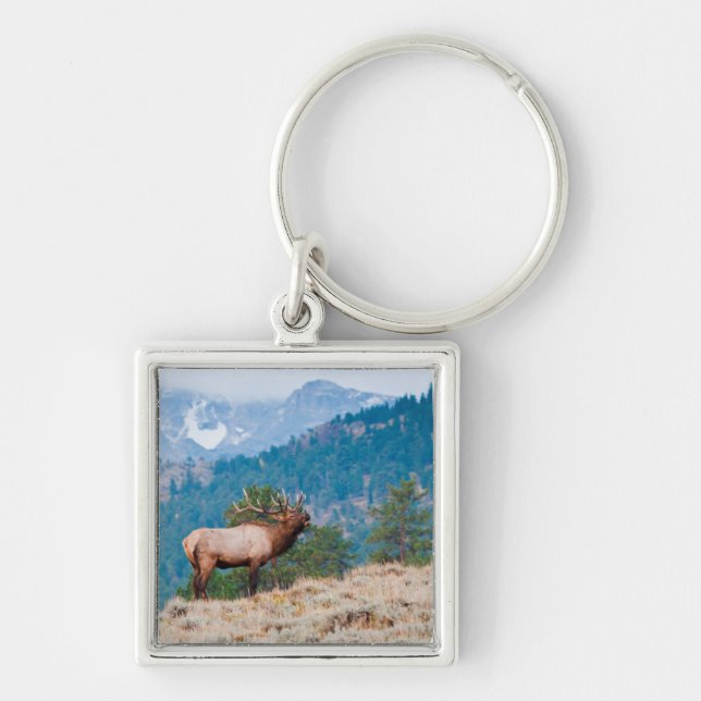 Porte-clés Wapiti (Cervus Elephus) mâle bramant (Devant)