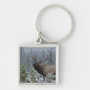 Porte-clés Wapiti mâle dans la neige appelant, bramant, Yello