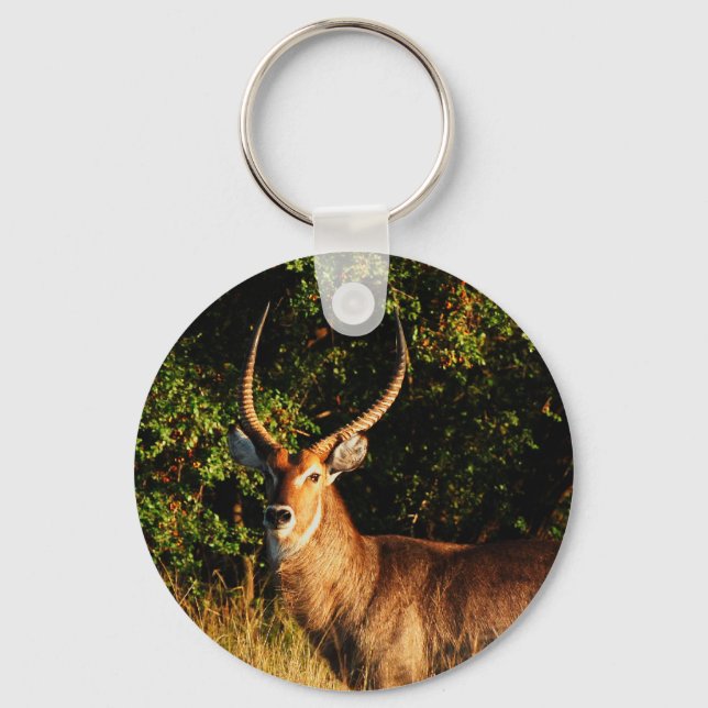 Porte-clés Waterbuck - harengs pour animaux de safari (Recto)
