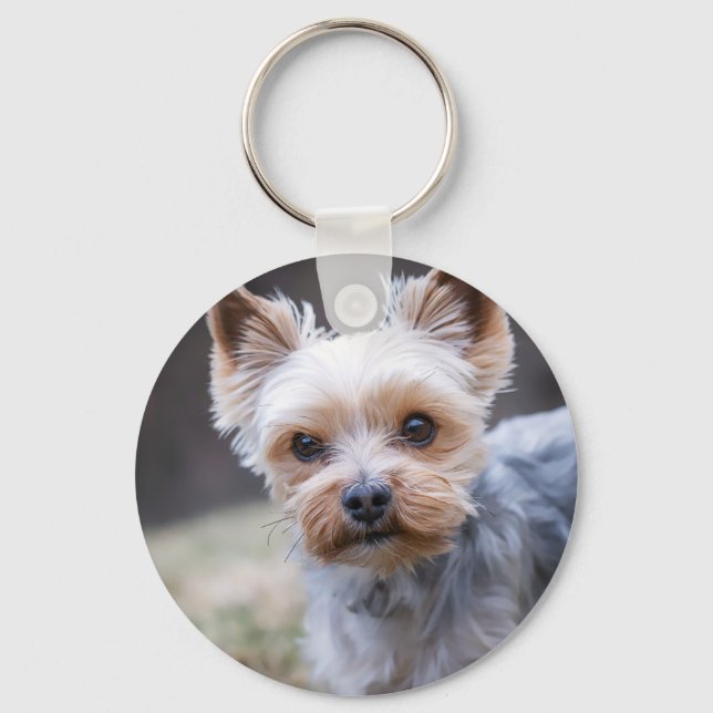 Porte-clés Yorkshire terrier, chien, animal de compagnie (Recto)
