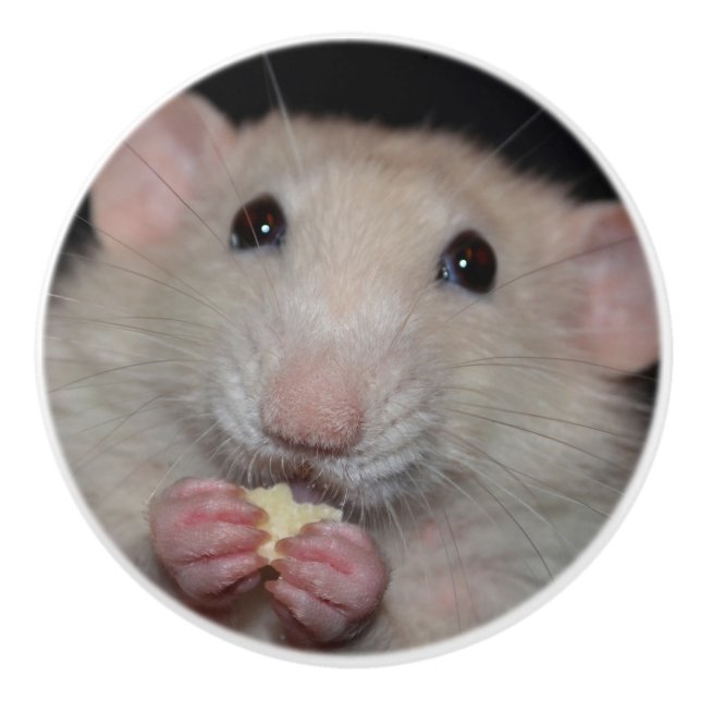 Porte En Céramique Bouton blanc de raboteuse de rat d'abruti (Devant)