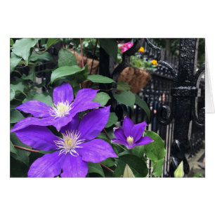 Porte Jardin aux fleurs violettes Photographie NYC