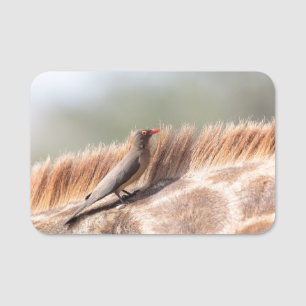 Porte-nom Oxpecker on a giraffe