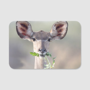 Porte-nom Portrait de Kudu