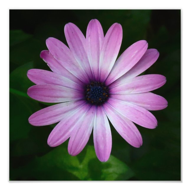 Portefeuille photo Purple Daisy (Devant)