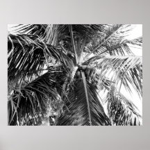 Porto Rico Palm | Poster