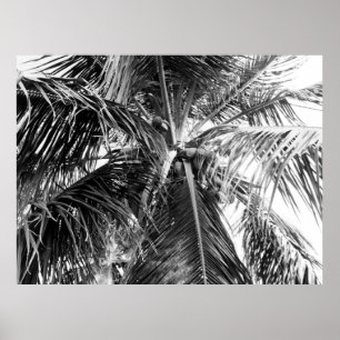 Porto Rico Palm   Poster