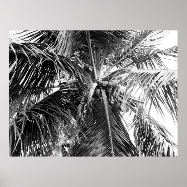 Porto Rico Palm | Poster (Devant)