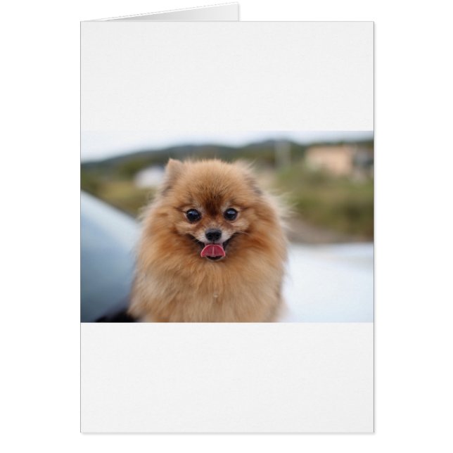 Portrait Chien de Poméranie (Devant)