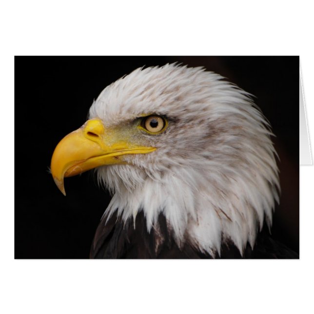Portrait d'aigle (Devant horizontal)