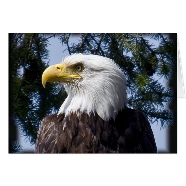 Portrait d'aigle à tête blanche - Carte (Devant horizontal)