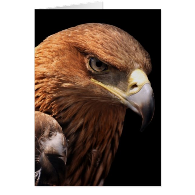 Portrait d'aigle isolé sur noir (Devant)
