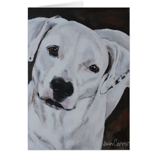 Portrait d'animal familier - bouledogue américain (Devant)