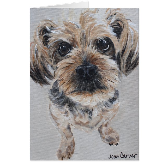 Portrait d'animal familier - Yorkshire Terrier (Devant)