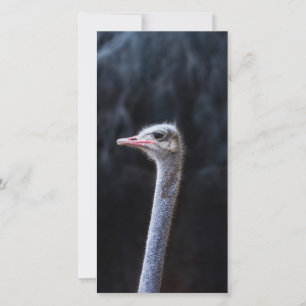portrait d'autruche