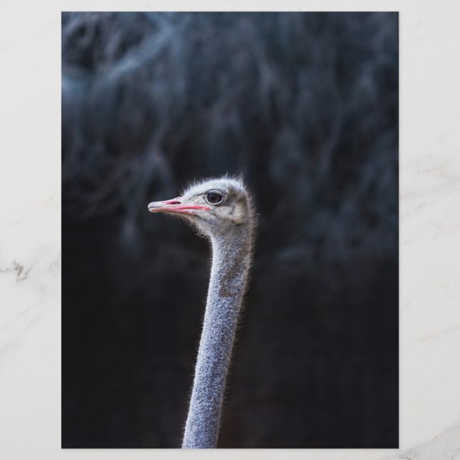 portrait d'autruche (Devant)