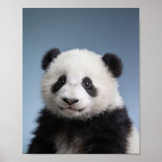 Portrait de bébé panda - Art mural d'animal de nur