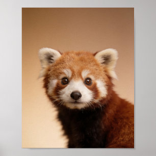 Portrait de bébé panda roux – Décoration murale d'