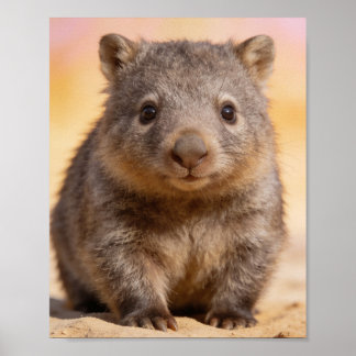 Portrait de bébé wombat décoration murale de la nu