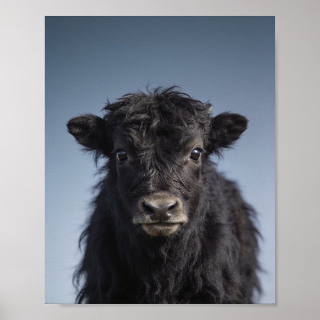 Portrait de bébé yak – Art mural d'animal de nurse (Devant)