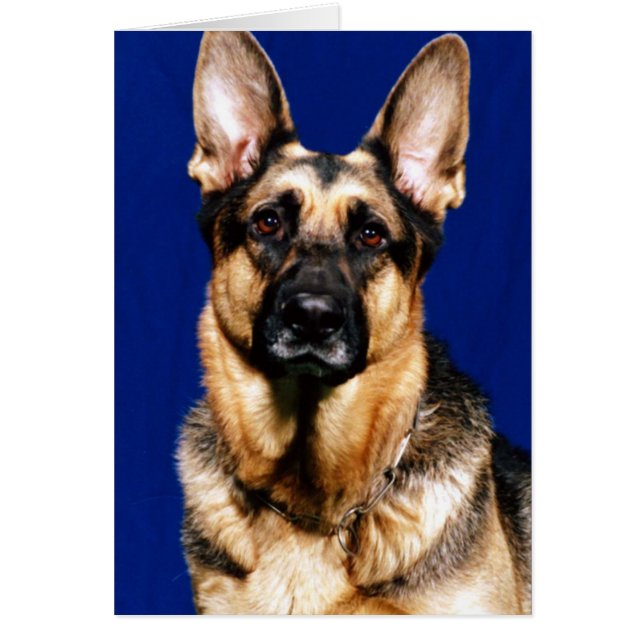 Portrait de berger allemand (Devant)