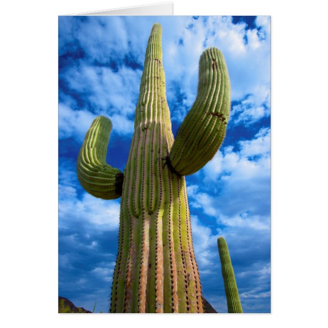 Portrait de cactus Saguaro, Arizona (Devant)