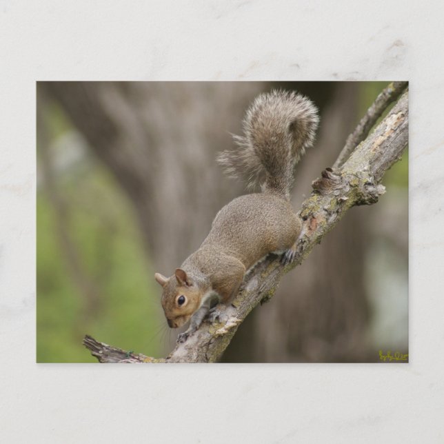 Portrait de carte postale Squirrel mignon NOUVEAU! (Devant)