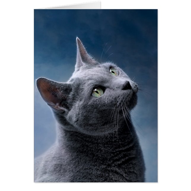 Portrait de chat (Devant)