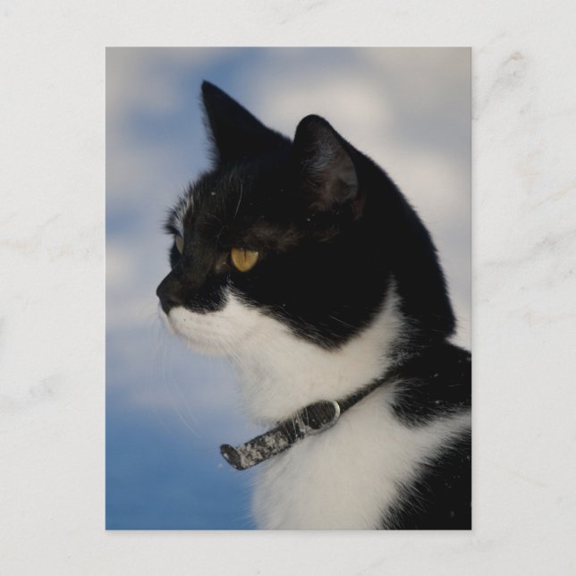 Portrait de chat CC0104 Carte postale (Devant)